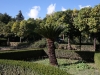 Forum Romanum