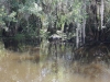 Everglades