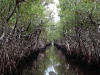 Everglades